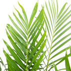 American Plant Exchange Cat Palm – 10-Inch Pot – Live Tropical Houseplant with Feathery Green Fronds, Easy Care Indoor or Outdoor Palm for Home, Office, Patio & Low-Light Décor