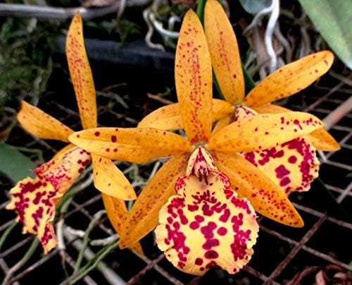 4 Live Orchid Plants to Choose (Cattleyas)