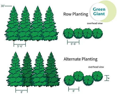 Brighter Blooms - Thuja Green Giant Arborvitae, 5-6 ft. - No Shipping to AK, AZ, HI, OR