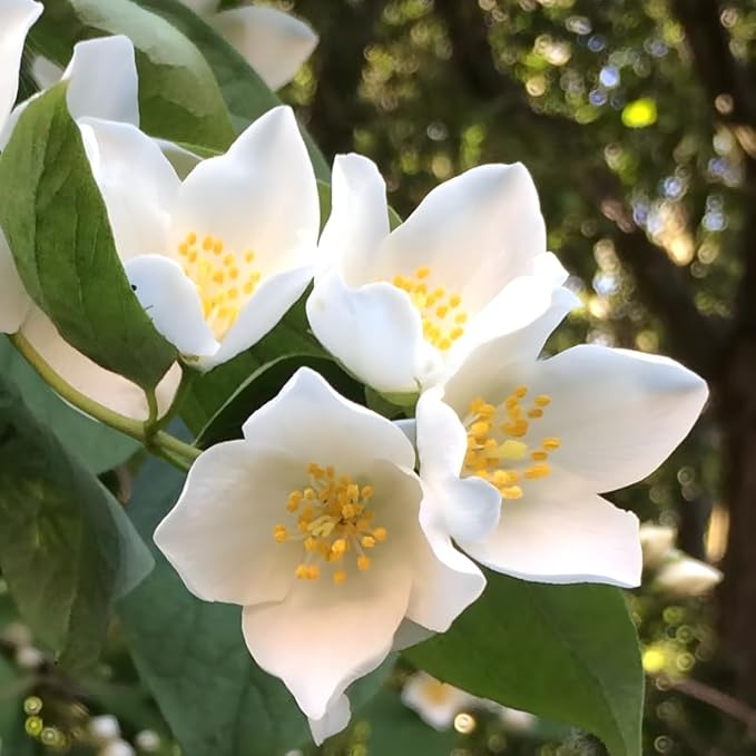 2 Mock Orange Plant Live | Mock Orange Shrub Plants for Gardens | 1–2 Ft Tall Outdoor Bushes | Suitable for Yard Planting and Landscape Use