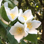 2 Mock Orange Plant Live | Mock Orange Shrub Plants for Gardens | 1–2 Ft Tall Outdoor Bushes | Suitable for Yard Planting and Landscape Use
