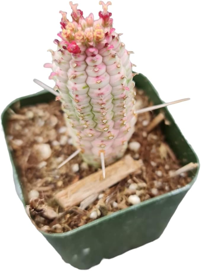 Live Succulent Cactus Plants from USKC (2" Pot) (Euphorbia Mammillaris Variegata)