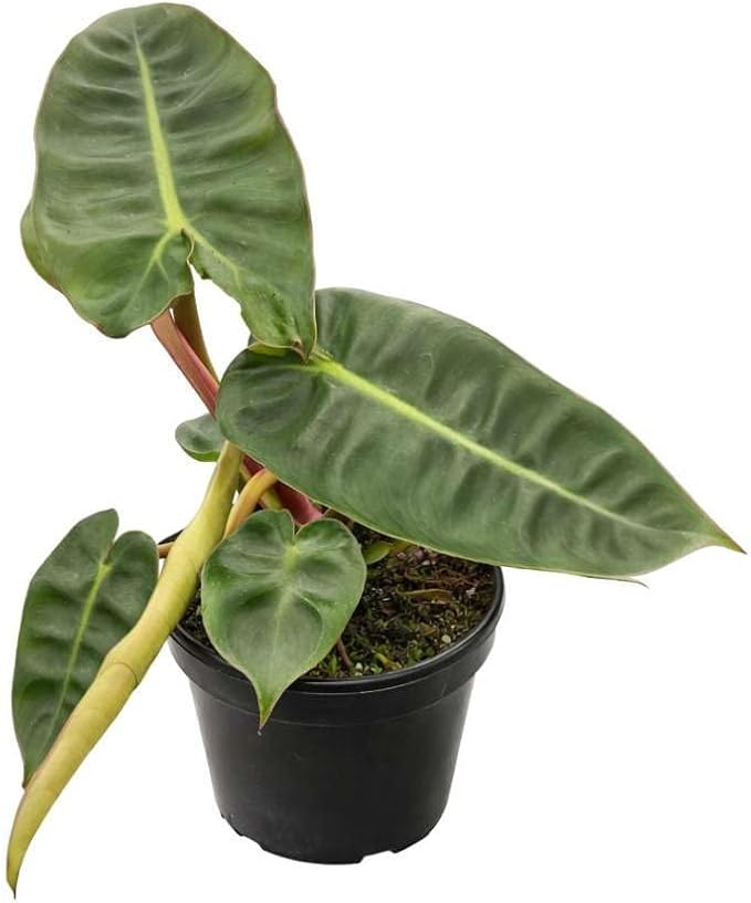 Philodendron Billietiae Live Plant for Indoor | Different Houseplants in 4'' & 6'' Pot | Real House Plant for Living Room, Office, Desk & Bathroom | Philidor | Billie