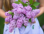 Old Fashioned Lilac Bushes Live Plants (2 Pack) – 18–24” Tall - Syringa vulgaris – Fragrant Lavender Purple Flowers – Hardy Flowering Shrubs