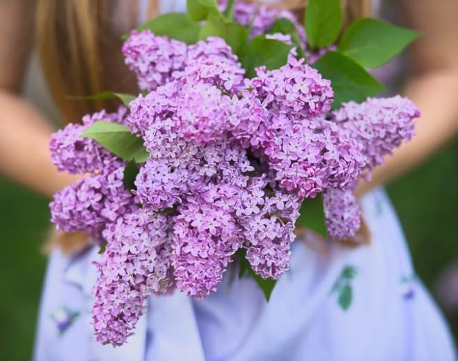 Old Fashioned Lilac Bushes Live Plants (2 Pack) – 18–24” Tall - Syringa vulgaris – Fragrant Lavender Purple Flowers – Hardy Flowering Shrubs