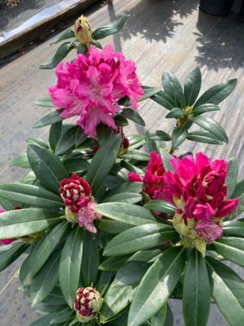 (1) - Holden Red Rhododendron - Starter Plant (7m) (1 Live Plant)