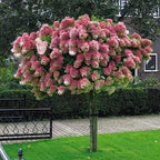 Brighter Blooms - Vanilla Strawberry Hydrangea Tree, 3-4 Feet - Indoor/Outdoor Flowering Plant - No Shipping to AZ
