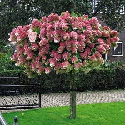 Brighter Blooms - Vanilla Strawberry Hydrangea Tree, 3-4 Feet - Indoor/Outdoor Flowering Plant - No Shipping to AZ