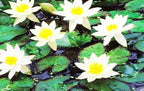 Live Aquatic Plant Yellow Nymphaea Joey Tomocik Hardy Water Lilies Tuber for Aquarium Freshwater Fish Pond by Greenpro