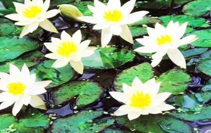Live Aquatic Plant Yellow Nymphaea Joey Tomocik Hardy Water Lilies Tuber for Aquarium Freshwater Fish Pond by Greenpro