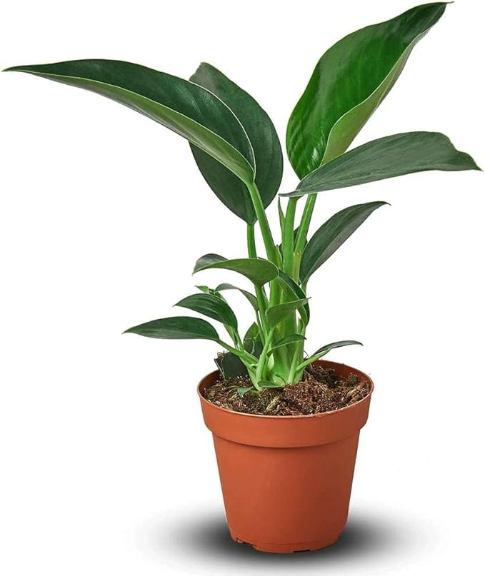 Philodendron Congo Green Live Plant for Indoor | Different Houseplants in 4'' & 6'' Pot | Real House Plant for Living Room, Office, Desk & Bathroom | Congo Green