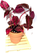 Bloodleaf ‘Rich Redstar’ – Live Plant – Vibrant Red Foliage – 2 Inch Pot – Indoor/Outdoor