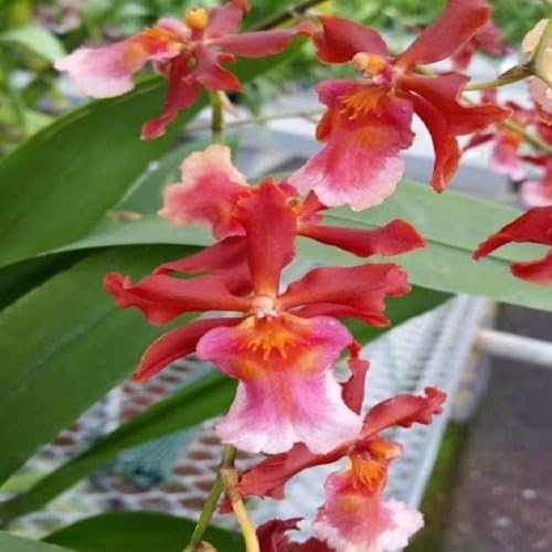 4 Live Orchid Plants + HP to Choose (Oncidiums + Heat Pack)