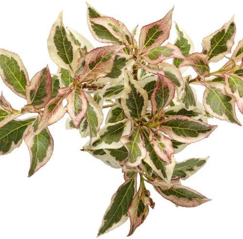Proven Winners - Weigela florida My Monet (Weigela) Shrub, pink flowers, #2 - Size Container
