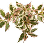 Proven Winners - Weigela florida My Monet (Weigela) Shrub, pink flowers, #2 - Size Container