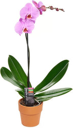 KaBloom - Purple Phalaenopsis Orchid Plant (18-24 Inches Tall) (1 Stem) in a Clay Terracotta Pot - Fresh Flowers for Birthday, Valentine's & Mother's Day