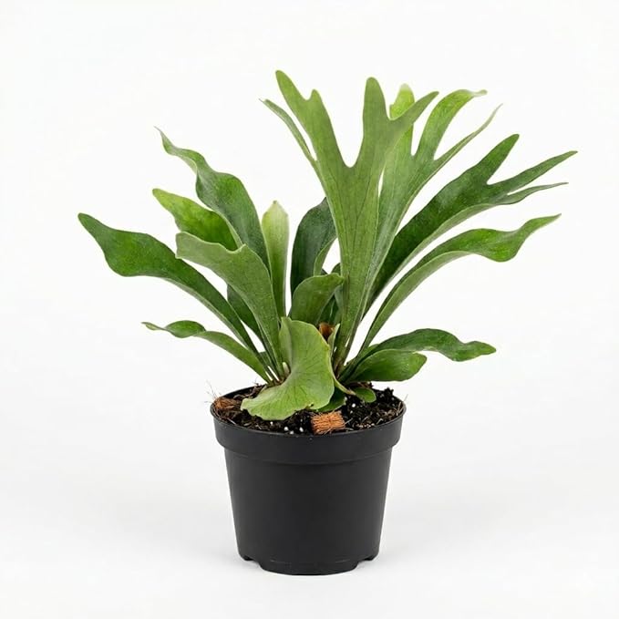 Staghorn Ferns Live Plants, Live Fern Plants Indoor in 4 Inch Pot, Unique Fern for Wall Mounting, Shelves and Indoor Decor