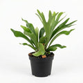 Staghorn Ferns Live Plants, Live Fern Plants Indoor in 4 Inch Pot, Unique Fern for Wall Mounting, Shelves and Indoor Decor