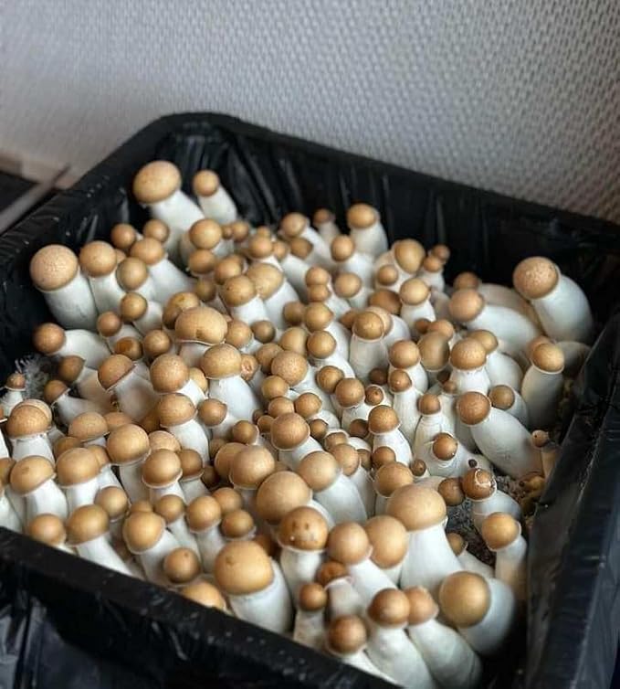 Myco Labs Grower's Select 28Q Cube Mushroom Monotub Fruiting Chamber with Filter Disks and Liner