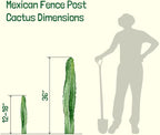 Cactus Outlet - Mexican Fence Post Cacti - Cactus Plants Live, 12”-18" Live Plants Indoor & Outdoor Use, Rare Large Live Cactus - Landscape Ready Large Cactus Plant Live Delivered Right to Your Door