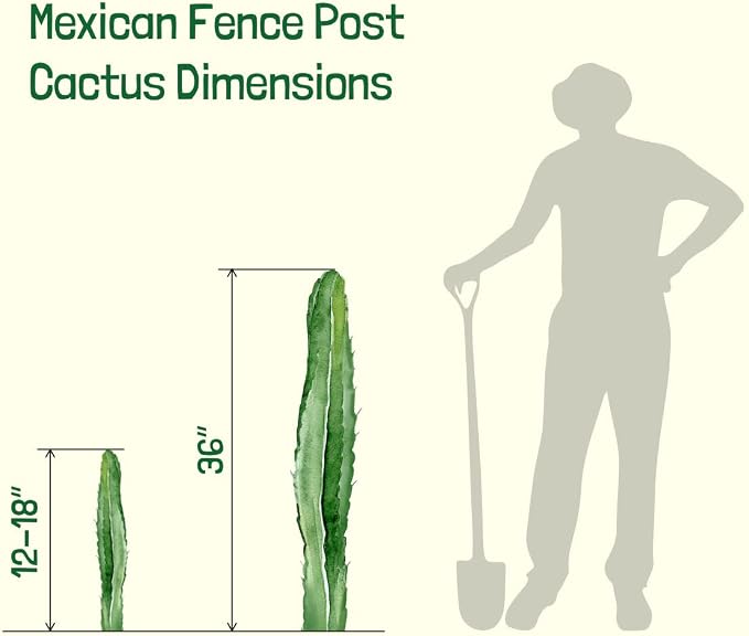 Cactus Outlet - Mexican Fence Post Cacti - Cactus Plants Live, 12”-18" Live Plants Indoor & Outdoor Use, Rare Large Live Cactus - Landscape Ready Large Cactus Plant Live Delivered Right to Your Door