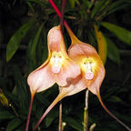 210+ Perennial Orchid Flower Seeds for Planting-Non-GMO Heirloom Plant Seeds Garden Outdoor
