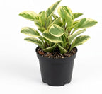 Peperomia Live Plant, Peperomia Obtusifolia Variegated, Baby Rubber Houseplant in 4'' Inch Pot, Easy Indoor Rubber Plant Live for Shelves, Desks & Small Spaces