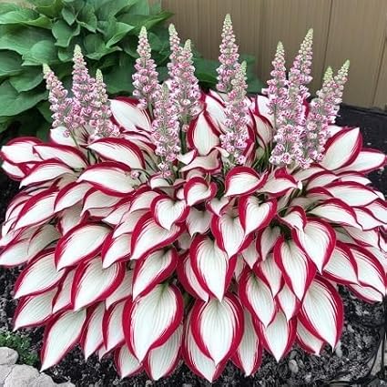 100+ Hosta Seeds for Planting Outdoors, Rare Perennial Flower Seeds, Shade Loving Hosta Plants for Garden Beds, Containers, Patios (White and Red)