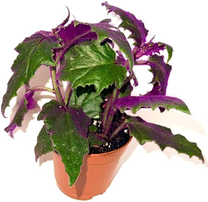 Gynura aurantiaca - Purple Passion Plant – Live Indoor Houseplant – 2 Inch Pot – Vibrant Purple Foliage