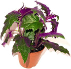 Gynura aurantiaca - Purple Passion Plant – Live Indoor Houseplant – 2 Inch Pot – Vibrant Purple Foliage