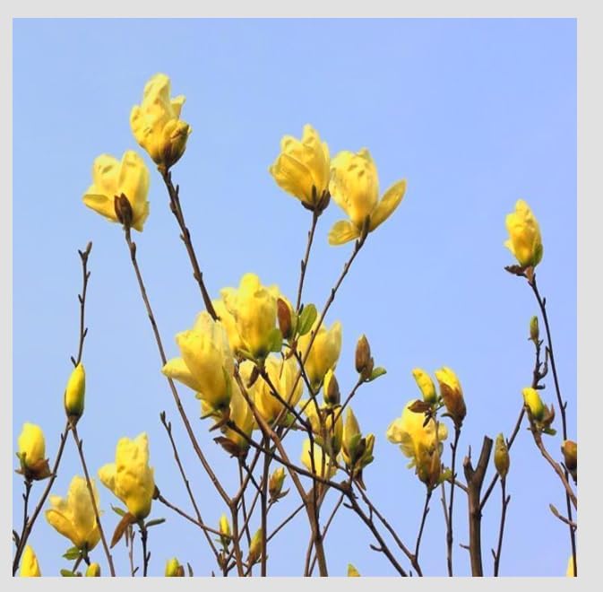 Yellow Jane Magnolia Live Plant – 18” Tall Flowering Shrub Tree