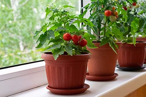 40+ Seeds Indoor Dwarf Tomato Year-Round - Vegetable Red