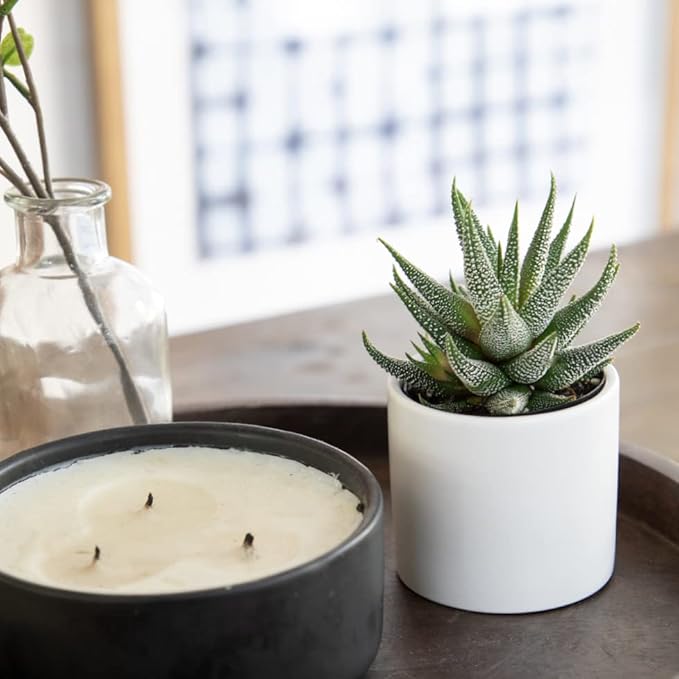 Haworthia Succulent Plant Live in White Planter, Live Succulents Plants Live Plants, Live Indoor Plants Live Houseplants, Low Light House Plants, Succulent Plants Cactus Plants Live by Plants for Pets