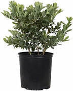 Becki Blue Blueberry Bush (2.5 Quart) Deciduous Fruit-Bearing Shrub - Full Sun Live Outdoor Plant