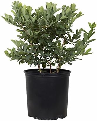 Becki Blue Blueberry Bush (2.5 Quart) Deciduous Fruit-Bearing Shrub - Full Sun Live Outdoor Plant