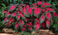 Caladium Buck (6 Bulbs) - Elegance for Shady Gardens - Perennial Hosta, Elephant Ears