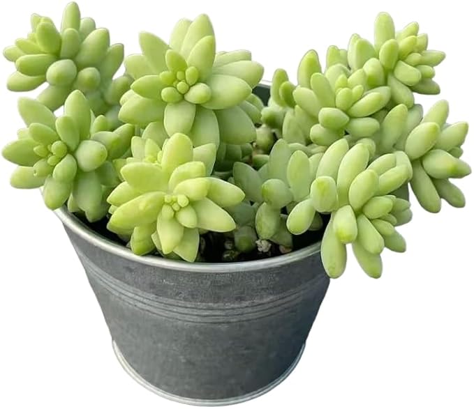 Sprout N Green Donkey's Tail with 4" Vintage Metal Pot, Live Sedum Morganianum-Burro's Tail Succulent with Soil, House Plant for Home Office Wedding Indoor Outdoor Decor, DIY Project, Party Favor