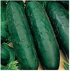 Planterium's Organic Live Marketmore Cucumber Plants | 3 Pack | 5" - 10" Tall