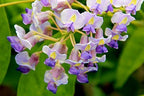 Blue Moon Wisteria Vine - Massive Foot Long Fragrant Flowers - Attract Hummingbirds - 2 - Year Plant by - Japanese Maples and Evergreens