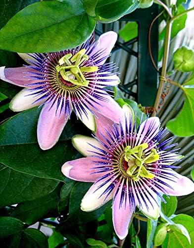 Seeds Passionflower Purple Vine Wild Apricot Maypop Indoor Exotic Perennial Flowers for Planting
