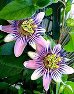 Seeds Passionflower Purple Vine Wild Apricot Maypop Indoor Exotic Perennial Flowers for Planting