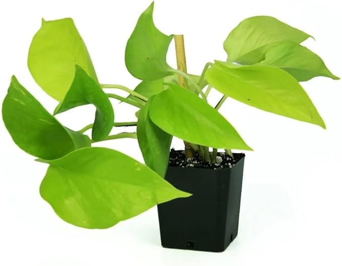 Josh's Frogs Epipremnum aureum Pothos (Neon)