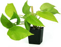 Josh's Frogs Epipremnum aureum Pothos (Neon)