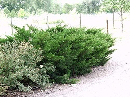 Sea Green Juniper - 20 Live Plants - Juniperus Chinensis - Hardy Evergreen Privacy Screen