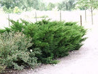 Sea Green Juniper - 40 Live Plants - Juniperus Chinensis - Hardy Evergreen Privacy Screen