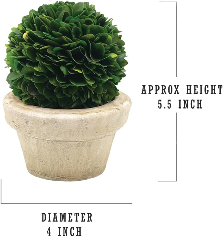Serene Spaces Living Set of 12 Preserved Boxwood Ball with Small Pot – Boxwood in Planters, Preserved Plant for Boxwood Table Decor, Boxwood Centerpiece, Measures 5.5" Tall & 4" Diameter