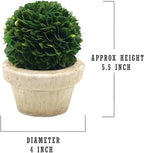 Serene Spaces Living Set of 12 Preserved Boxwood Ball with Small Pot – Boxwood in Planters, Preserved Plant for Boxwood Table Decor, Boxwood Centerpiece, Measures 5.5" Tall & 4" Diameter