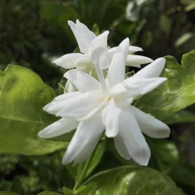 2 Jasmine Plants Live, Climbing Jasmine Flower Plant, Zone 4 to 11, 5 to 7 Inc in Height (Double White)