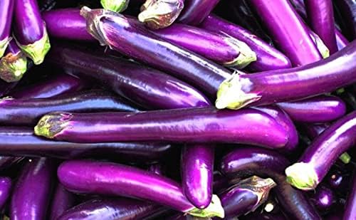 Bundle: Fava Bean Seeds + Ping Tung Long Eggplant Seeds