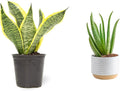 Altman Plants, Live Snake Plant, Sansevieria trifasciata Superba & Costa Farms Aloe Vera, Live Succulent Plant, Easy Care Indoor Houseplant in Modern Décor Planter